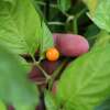 Chili Chiltepin Naranja - Capsicum annuum - Samen