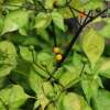 Chili Chiltepin Naranja - Capsicum annuum - Samen