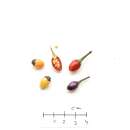 Chili Bolivian Rainbow - Capsicum annuum - Samen