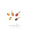 Chili Bolivian Rainbow - Capsicum annuum - Samen