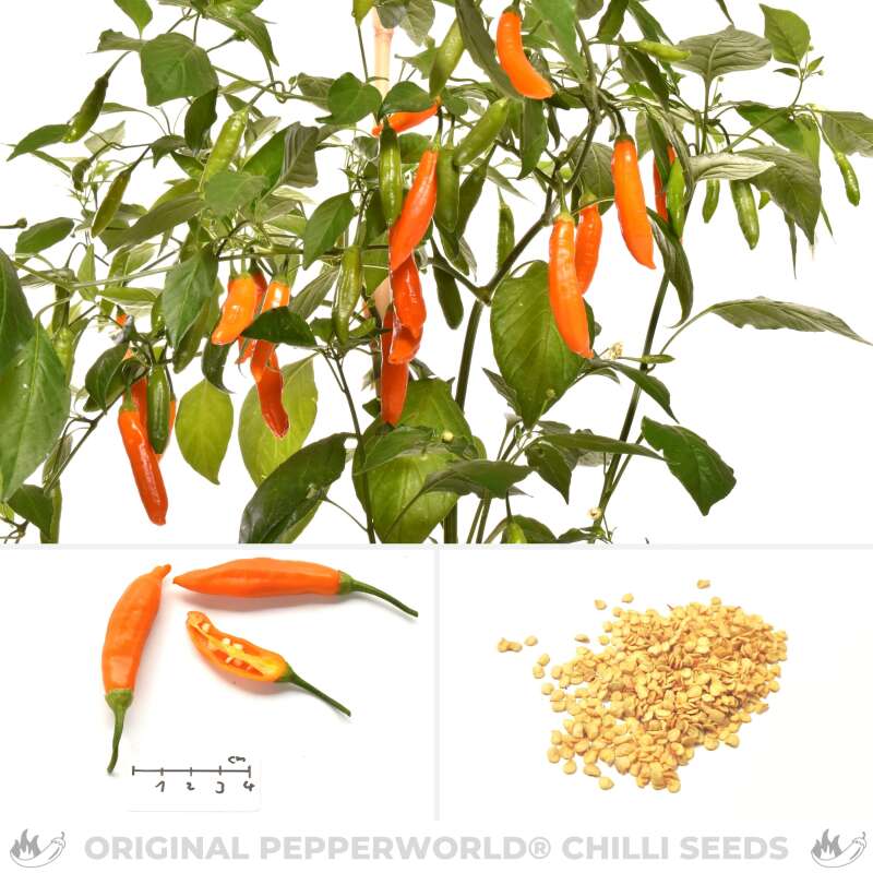 Chili Aji Calabaza - Capsicum baccatum - Samen