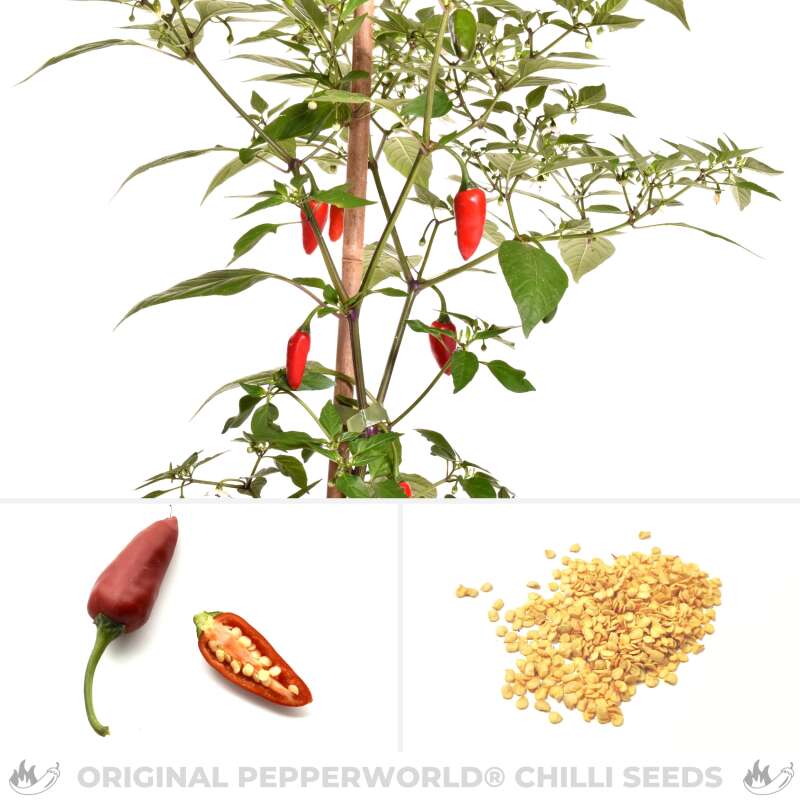 Chili Chenzo - Capsicum annuum - Samen