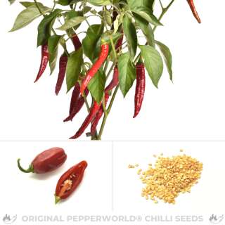 Chili Jaranda - Capsicum annuum - Samen