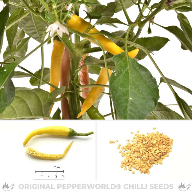 Chili Ljuti - Capsicum annuum - Samen