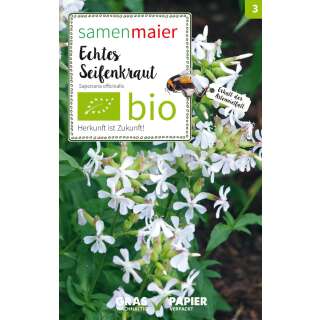 Seifenkraut, echtes (Wildblumen) - Saponaria officinalis - BIOSAMEN
