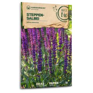 Salbei, Steppensalbei (Wildblume) - Salvia nemorosa - BIOSAMEN