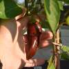 Chili Big Brown Papa - Capsicum annuum - Samen