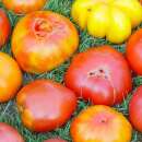Tomate Mélange à gros fruits - Solanum...