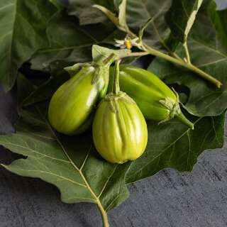 Aubergine, Eierfrucht Comprido Verde Claro - Solanum gilo...