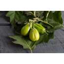 Aubergine, Eierfrucht Comprido Verde Claro - Solanum gilo...