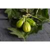 Aubergine, Eierfrucht Comprido Verde Claro - Solanum gilo - Samen