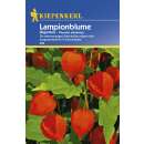 Lampionblume Gigantea - Physalis alkekengi - Samen