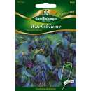Wachsblume  Bienenliebling - Cerinthe major purpurescens - Samen