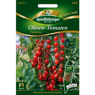 Tomate, Oliven-Tomate Pandorino - Solanum Lycopersicum -...