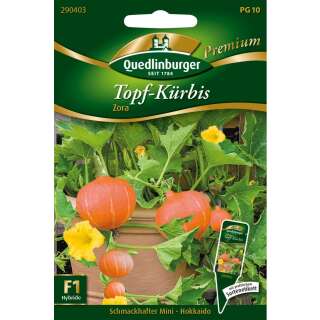 Topf Kürbis, Mini-Hokkaido Zora F1 - Cucurbita maxima duchesne - Samen