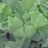 Federkohl, Grünkohl Beurré de Jalhay / Beurre Blond - Brassica oleracea - BIOSAMEN