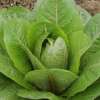 Kopfsalat Brown Goldring - Lactuca sativa - BIOSAMEN