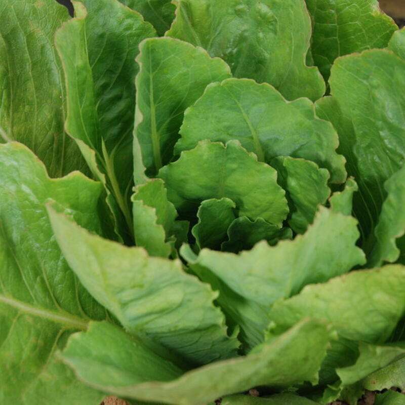 Lattich, Römersalat Chicon des Charentes - Lactuca sativa - BIOSAMEN