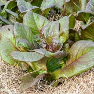 Lattich, Römersalat Cimmaron - Lactuca sativa -...