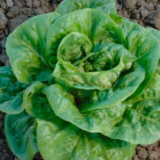 Lattich, Römersalat Craquerelle du Midi - Lactuca...