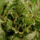 Kopfsalat De Russie - Lactuca sativa - BIOSAMEN