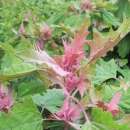 Baumspinat De Taiwan - Chenopodium formosanum - BIOSAMEN