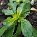 Nüsslisalat, Feldsalat Dorée - Valerianella...