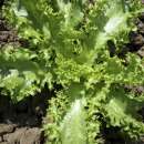 Endivie, Frisée-Salat Frisée de Ruffec - Cichorium endivia - BIOSAMEN