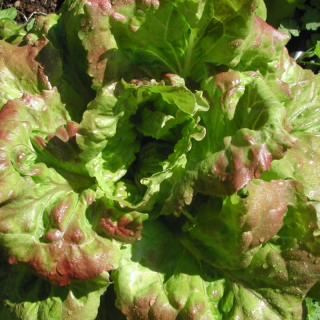 Pflücksalat Grand Pa Admire - Lactuca sativa - BIOSAMEN