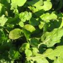 Rucola, Salatrauke Ice Bred - Eruca sativa - BIOSAMEN