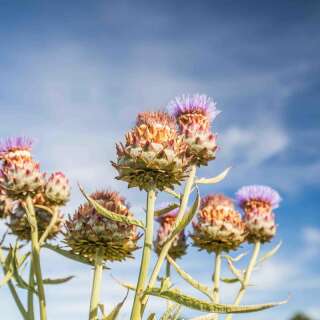 Kardy Inerme Blanc - Cynara cardunculus - BIOSAMEN