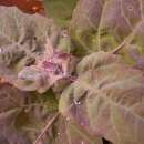 Gartenmelde Mauve - Atriplex hortensis - BIOSAMEN