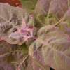 Gartenmelde Mauve - Atriplex hortensis - BIOSAMEN