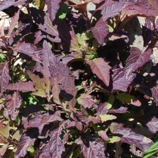 Epazote Oaxaca Red - Dysphania ambrosioides - BIOSAMEN