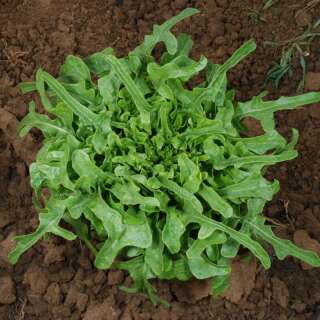 Pflücksalat Radichetta / Cressonnette du Maroc - Lactuca sativa - BIOSAMEN