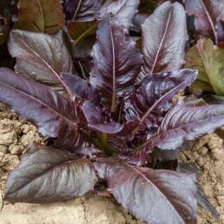 Pflücksalat Really Red Deer Tongue - Lactuca sativa - BIOSAMEN