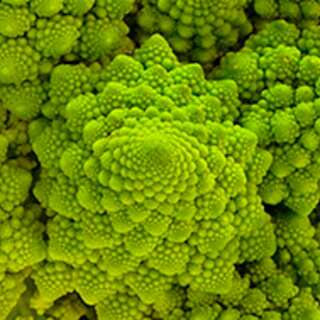 Blumenkohl Romanesco - Brassica oleracea - BIOSAMEN