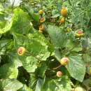 Parakresse Velvet - Spilanthes oleracea - BIOSAMEN