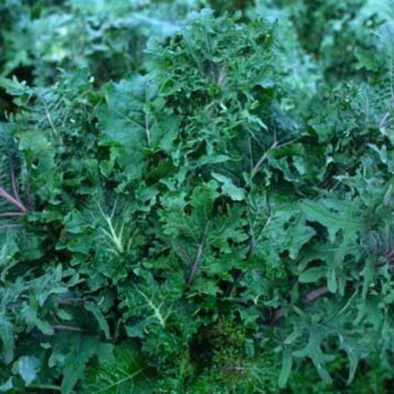 Schnittkohl, Scheerkohl Wild Garden Kale Mix - Brassica napus pabularis - BIOSAMEN