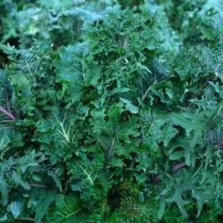Schnittkohl, Scheerkohl Wild Garden Kale Mix - Brassica...