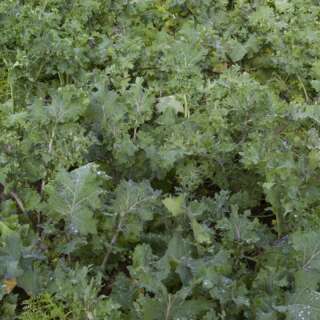 Schnittkohl, Scheerkohl Wild Red - Brassica napus pabularis - BIOSAMEN