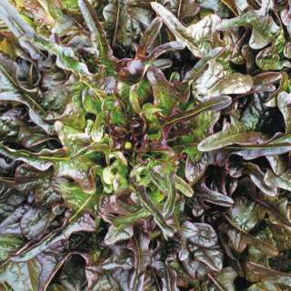 Pflücksalat Bronze Arrowhead - Lactuca sativa - BIOSAMEN