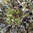 Pflücksalat Bronze Arrowhead - Lactuca sativa -...