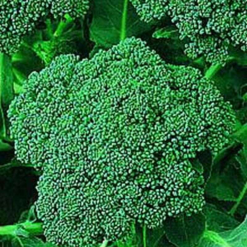 Broccoli De Cicco - Brassica oleracea - BIOSAMEN