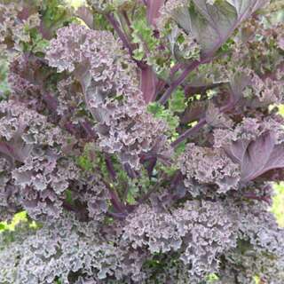 Federkohl, Grünkohl Nash Red Kale - Brassica oleracea - BIOSAMEN