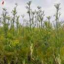 Fenchel, Gemüsefenchel Perfection - Foeniculum...