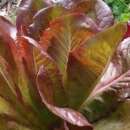 Kopfsalat Rousse d’Hiver - Lactuca sativa - BIOSAMEN