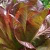 Kopfsalat Rousse d’Hiver - Lactuca sativa - BIOSAMEN