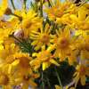 Speise-Chrysantheme Shungiku à Feuilles Découpées - Glebionis coronaria (ehem. Chrysanthemum coronarium) - BIOSAMEN