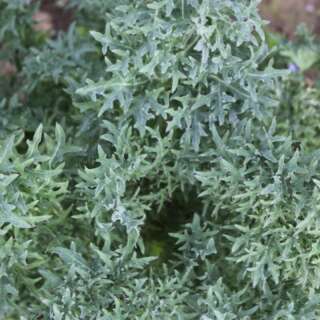 Schnittkohl, Scheerkohl Siber Frill - Brassica napus pabularis - BIOSAMEN